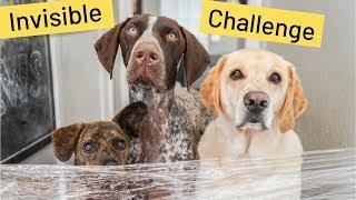 My Dogs reaction to the Invisible Wall Challenge | Labrador & German Shorthaired Pointer