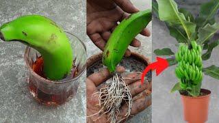 Grow banana tree from banana 