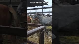 Horses market #horse #equestrain #horsemarket #horseing #youtubeshorts #funny