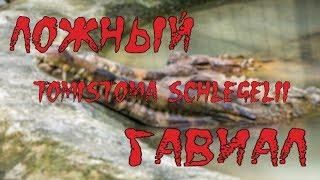 ЛОЖНЫЙ ГАВИАЛ! ГАВИАЛОВЫЙ КРОКОДИЛ ИЛИ Tomistoma Schlegelii.