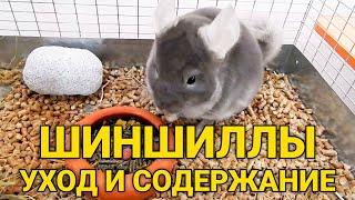 Шиншиллы - уход и содержание