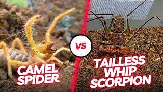  Arachnid Duel: Witness the Intense Encounter Between the Tailless Whip Scorpion and Camel Spider!