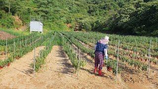 자식처럼 애지중지 키운 고추 3,500포기를 하루아침에 산사태로 잃고 망연자실한 하냥살이 오ㅇㅇ님 인터뷰