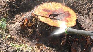 Как быстро убрать пень дерева на участке без корчевания и селитры How to remove tree stump