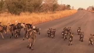 30 wild dogs (15 pups) out for their first ever morning run