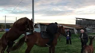 Хватит всем жеребец кобыла всадник 