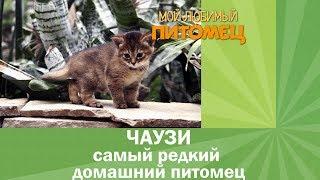 Одна из самых дорогих кошек в мире - ЧАУЗИ