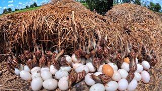 Top amazing! Farmers pick a lot of duck eggs and snails in straw near farm animal husbandry