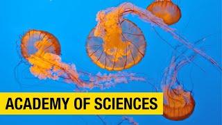Discover the Wonders of the Natural World at the California Academy of Sciences in San Francisco
