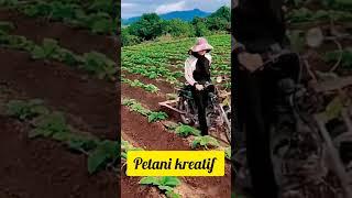 Beginilah petani kreatif