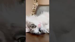 Super Relax Cat #shorts #parallel #relaxcats #kittenvideos #liza