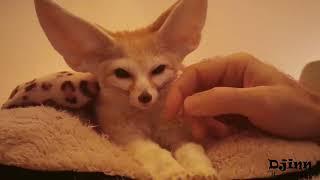 Midnight Snuggles with Djinn the Fennec Fox