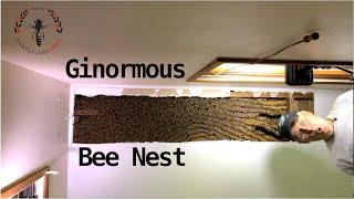  Ginormous Bee Nest 