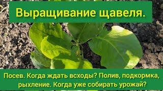 Щавель посадка и уход/ прополка щавеля/посадка щавеля/условия для щавеля