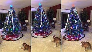 Adorable Boxer Dog Hates Toy Train Underneath Christmas Tree