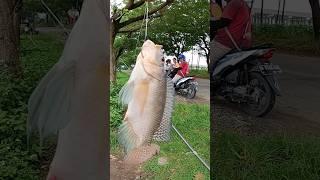 mancing nila langsung strike