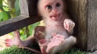 so little baby monkey  | monkey video