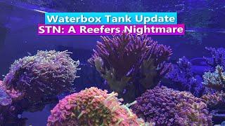 STN: A Reefing Nightmare - Waterbox Reef Tank Update