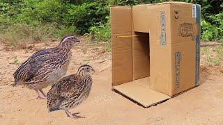 Very Easy Simple Quail Trap Using Cardboard Box​