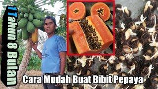 Cara Mudah Buat Bibit Pepaya !! Dari Buah sampai Kecambah