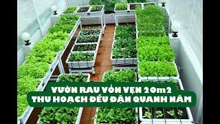 Vườn rau 20m2 cho gia đình 4 người thu hoạch quanh năm | Ăn Sạch Uống Sạch