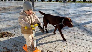 Adorable Baby Walking His Dog on a Leash in the Cutest Way!