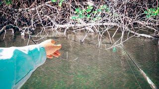 SIGHT CASTING Jacks and Barra in Island Creek