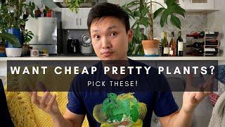 Cheap Beautiful Underrated Houseplants | Plants of Instagram | Ep 132