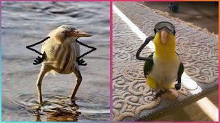 Birds with Arms being the Funniest Thing Ever ▶2 @LeopARTnik