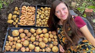 Container Grown Potato Harvest Reveal 2022 / Homegrown Garden