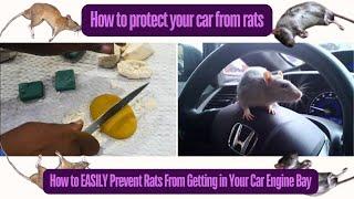 Tip#1 How to stop Rats coming inside cars in 5-Seconds|| Rats spoiling cars