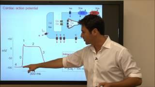 Cardiac Action Potential - Tutorial