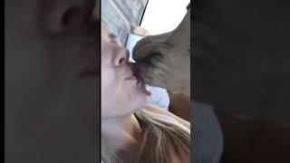 Big Dog Kiss  | French Kissing My Dog  | Kiss Your Dog On The Head | Dog Kiss ️