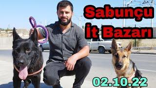 Sabunçu İt Bazarı #elixezer #sabuncubazari #qurdbasar  #doberman  2 oktyabr 2022