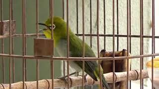 Khuyên Líu Choè Huýt Chẹp Cực Hay - The White-eyed Birds Sang A Wonderful Song | KTB