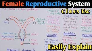 Female Reproductive System | Fallopian Tube | Uterus | Oogenesis | Class 12 Biology