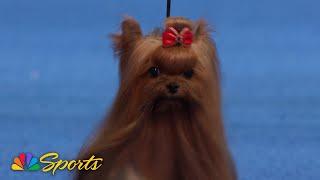 National Dog Show 2024: Toy Group (Full Judging) | NBC Sports