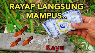 SANGAT AMPUH,CARA BASMI RAYAP KAYU