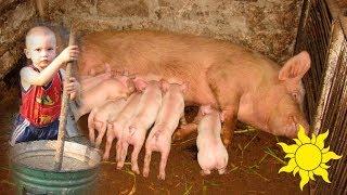 Piglets and sow. Feeding pigs. Funny baby. Rural life SunVideo