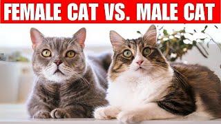 The UNKNOWN differences between female and male cats | Do you know them?