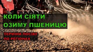 Коли сіяти озиму пшеницю?ДО ЯКОГО ЧАСУ ЩЕ МОЖНА СІЯТИ?Коли краще сіяти пшеницю?