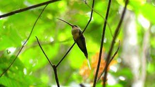 Great-Billed Hermit (Phaethornis malaris malaris), French Guiana