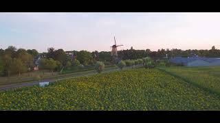 Ruud Engels | Photography | Zonnenbloemen Kerkhovense Molen Oisterwijk 4K