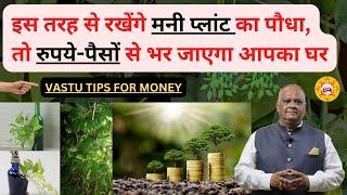 Money Plant से मिले ढेर सारा धन | #moneyplant | Vastu Tips for Money Plant | money plant direction