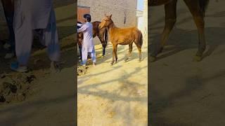 Horse breeding process ||Mating process watch the eeptiles #animalfamily #theanimalfarm #pedigree of