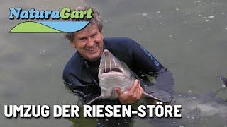 Action! Große Störe werden ins Kaltwasseraquarium umgesetzt!