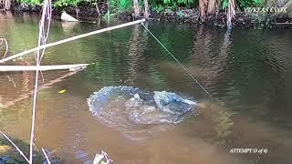 Ikan HARUAN Sambar Taut CREET |LIVE| MALAYSIA