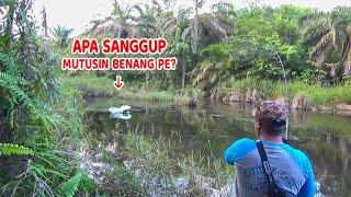 Sambaran dahsyat saat casting ikan gabus rawa perkebunan sawit kalimantan.