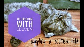 I adopted a Scottish Straight (Scottish fold?)