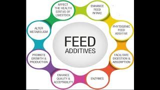 Significance of Feed Additive for Livestock and Poultry | @hitechacademy84
